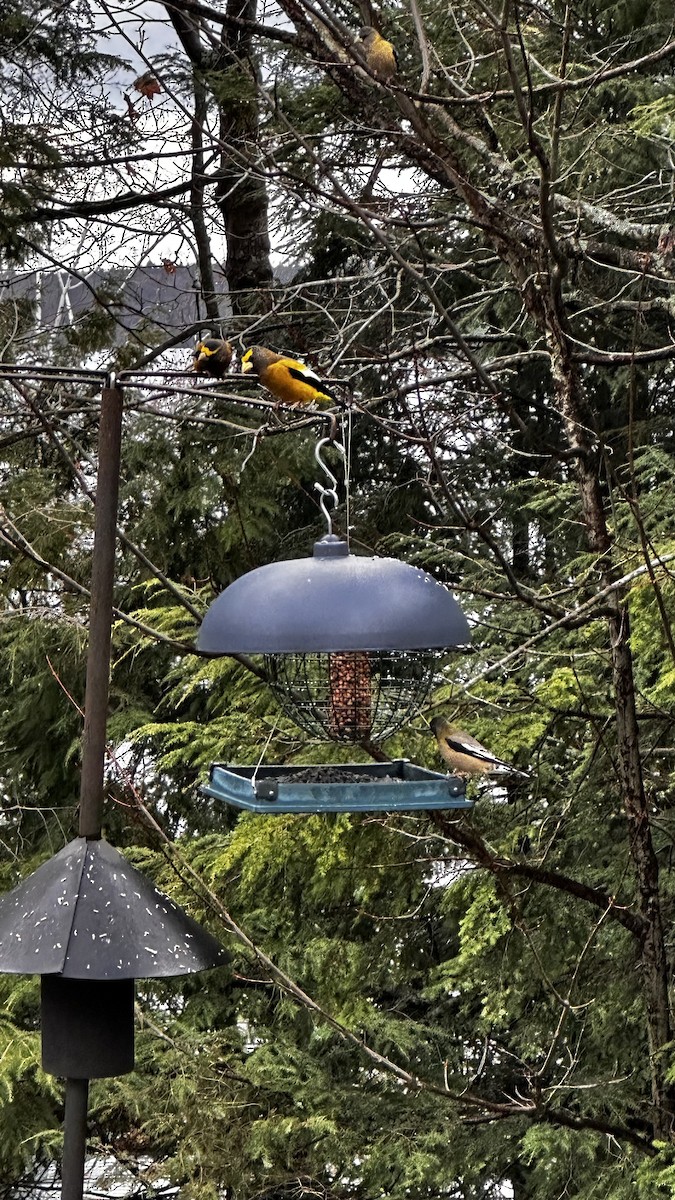 Evening Grosbeak - ML645614055