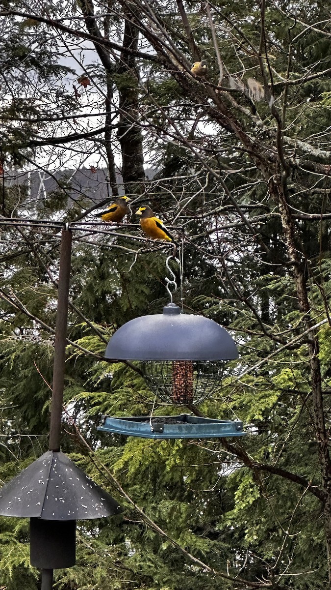 Evening Grosbeak - ML645614056
