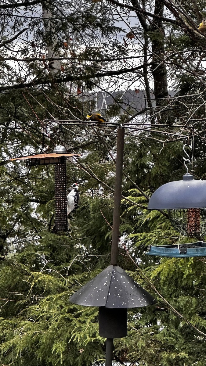 Evening Grosbeak - ML645614057