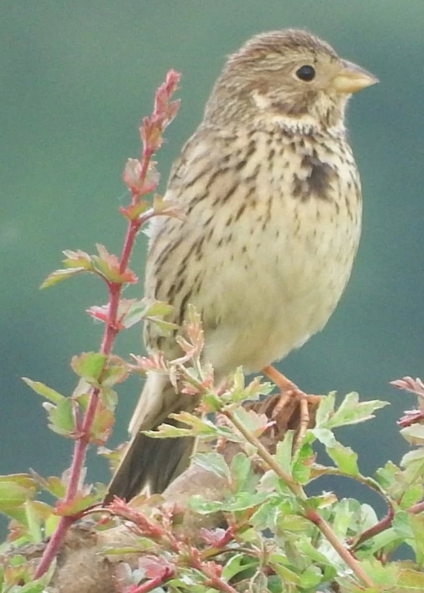Corn Bunting - ML645614068