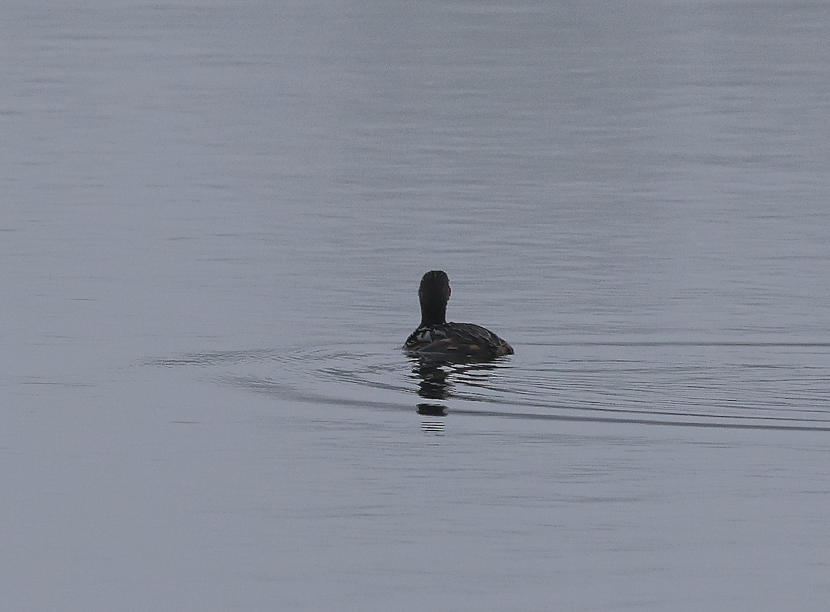 Pied-billed Grebe - ML645614069