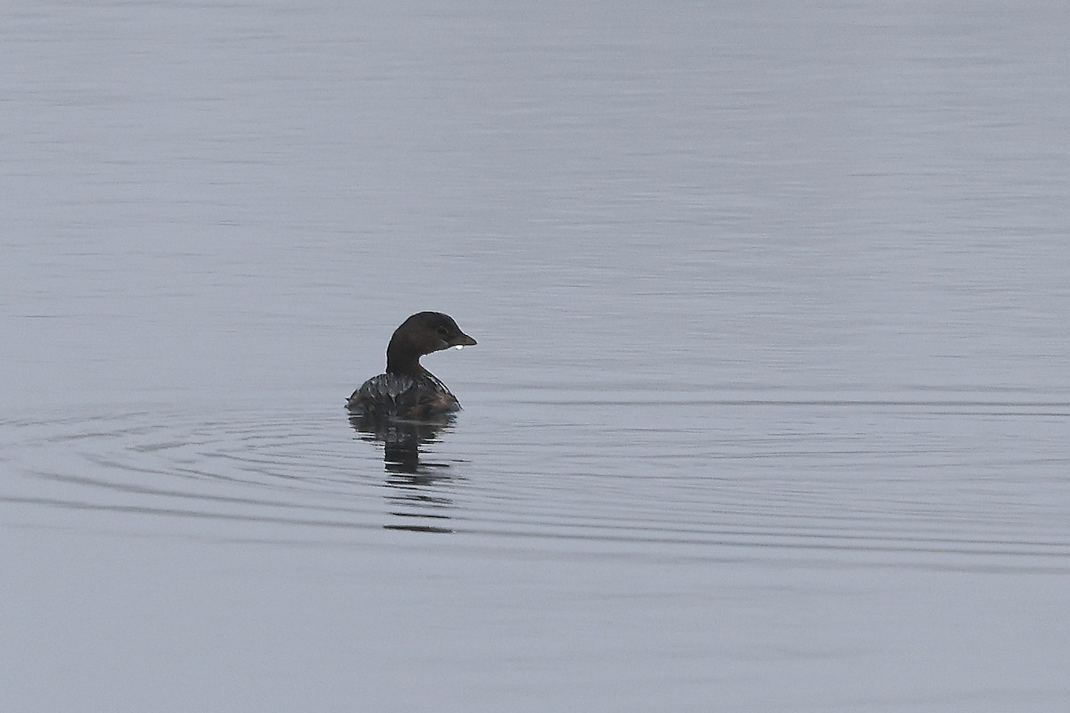 Pied-billed Grebe - ML645614070