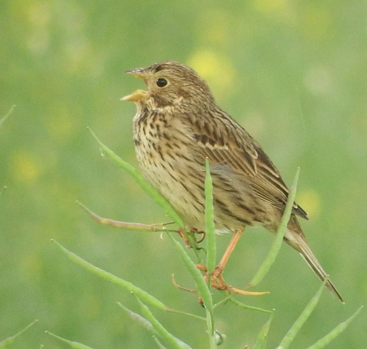 Corn Bunting - ML645614072