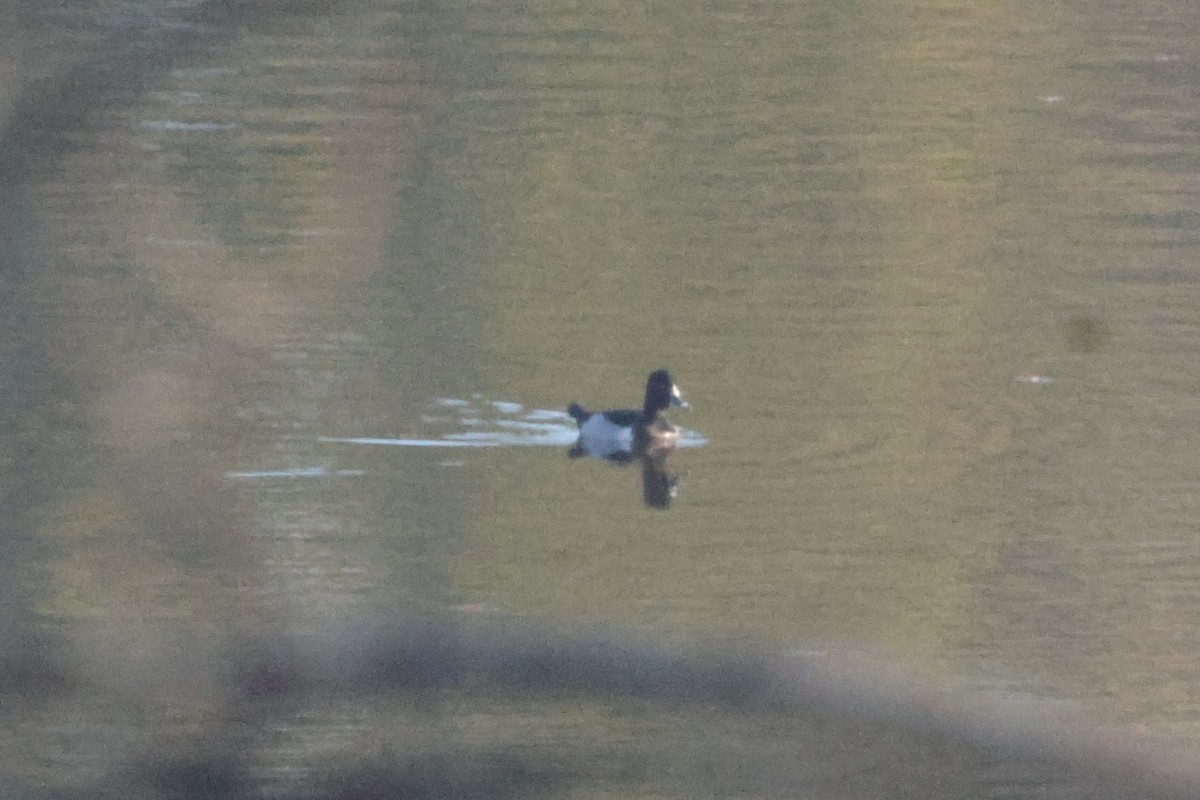 Moretta dal collare - ML645614081