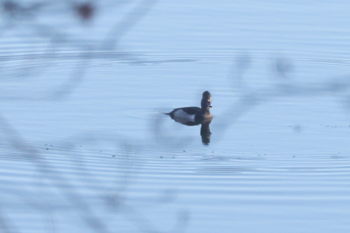 Moretta dal collare - ML645614085