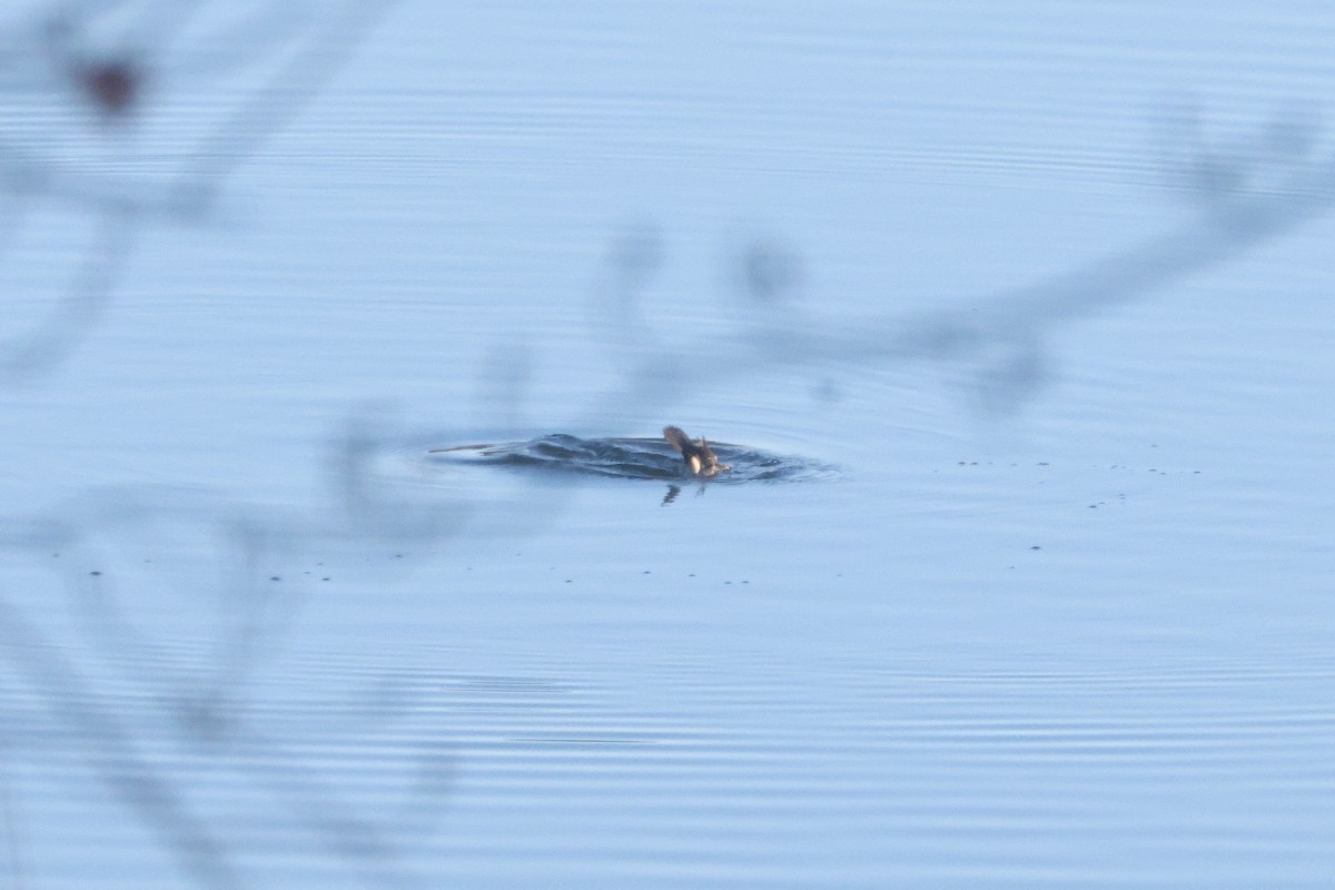 Moretta dal collare - ML645614086