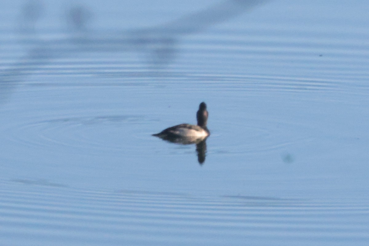 Moretta dal collare - ML645614087