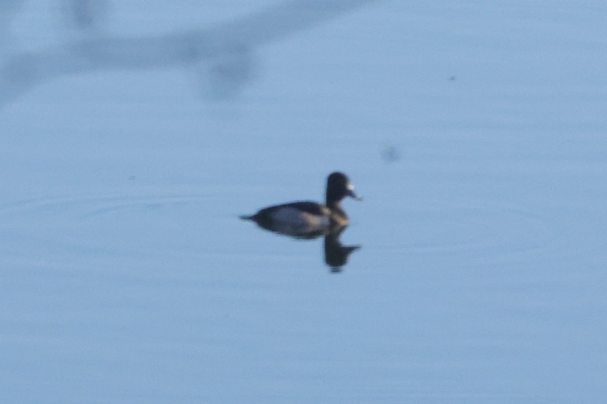 Moretta dal collare - ML645614088