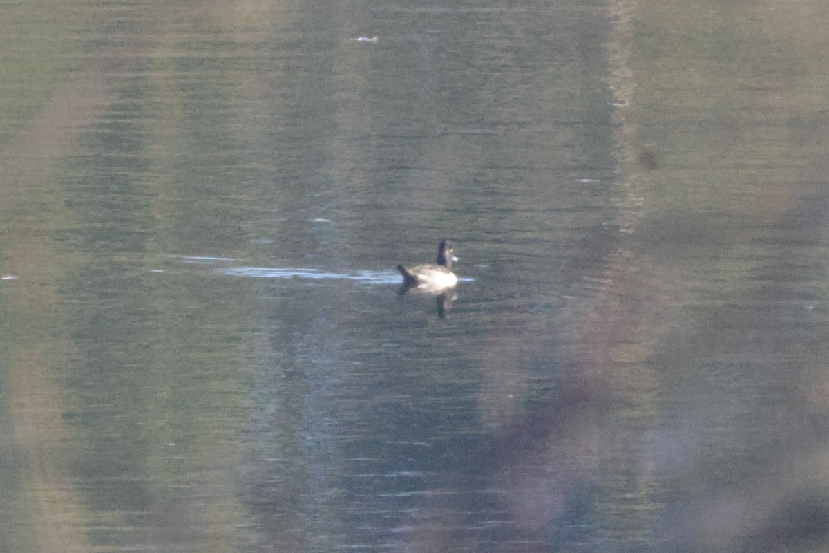 Moretta dal collare - ML645614089