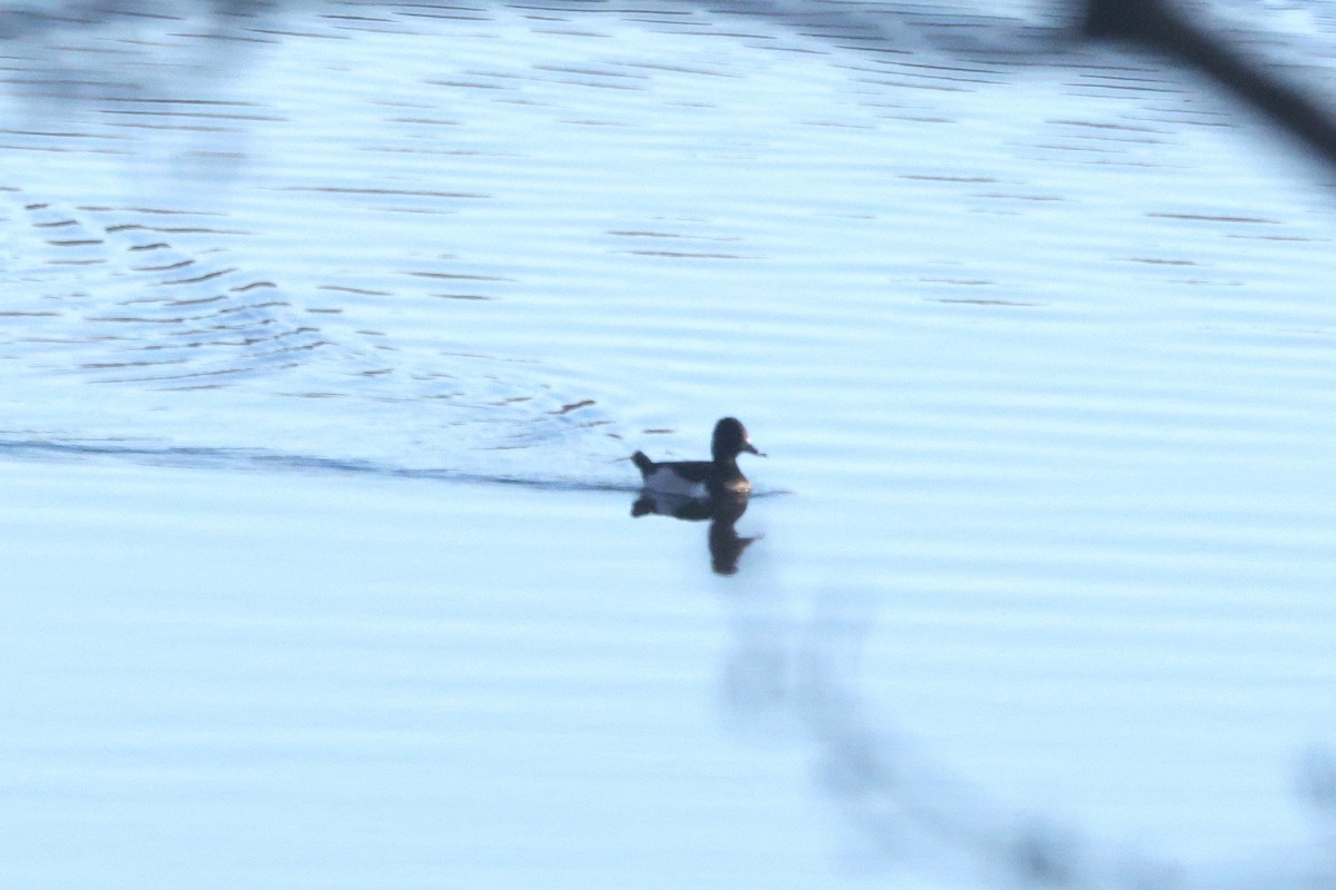 Moretta dal collare - ML645614090