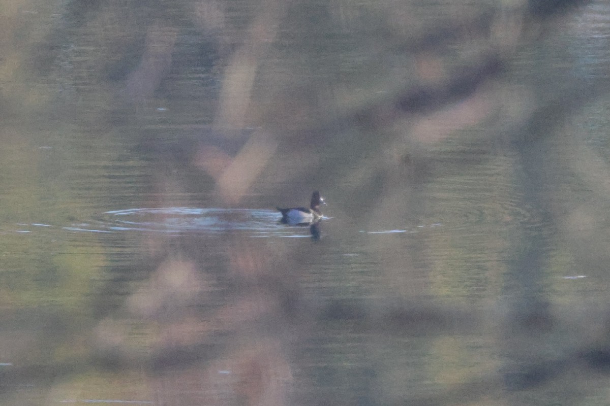 Moretta dal collare - ML645614091