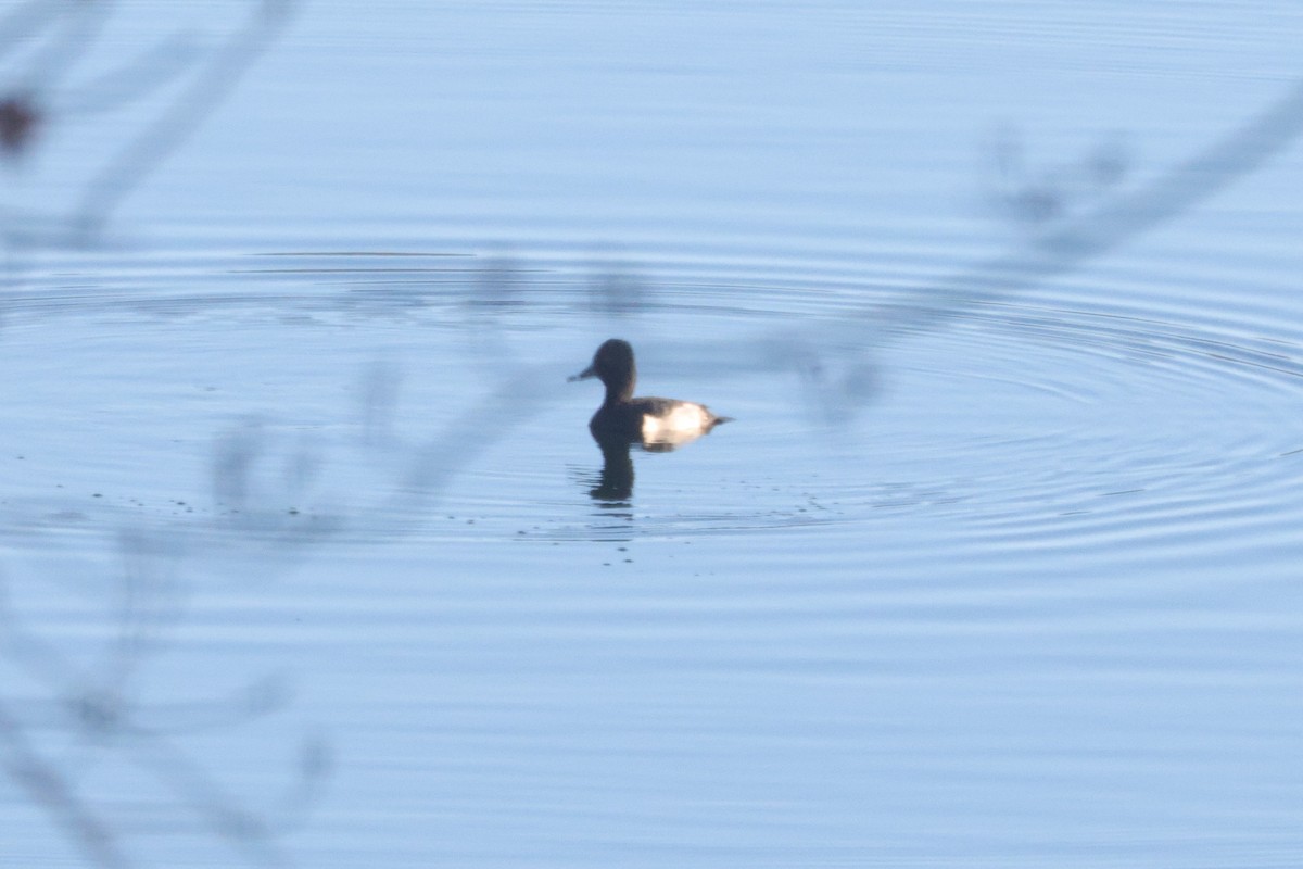 Moretta dal collare - ML645614092