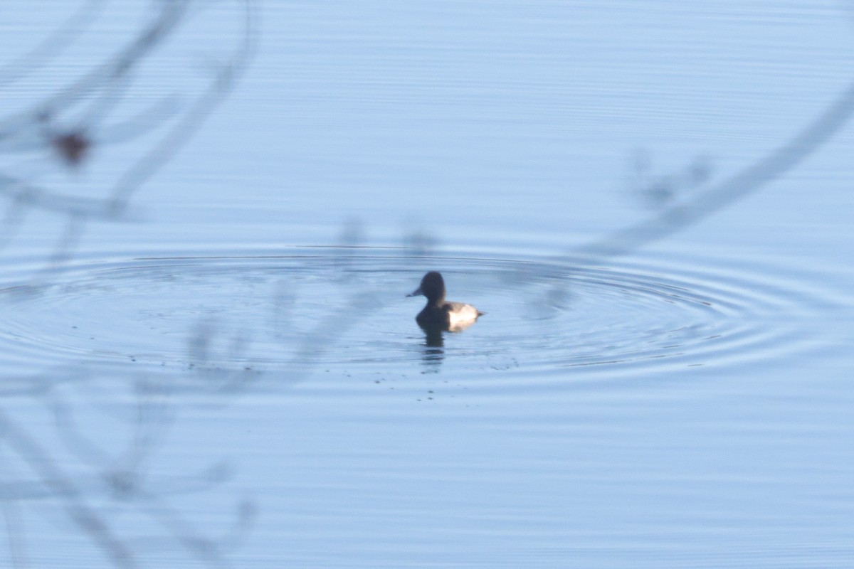 Moretta dal collare - ML645614093