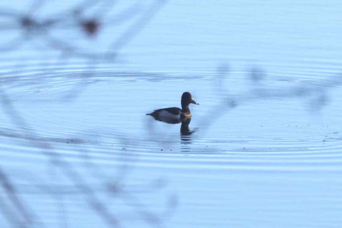 Moretta dal collare - ML645614094