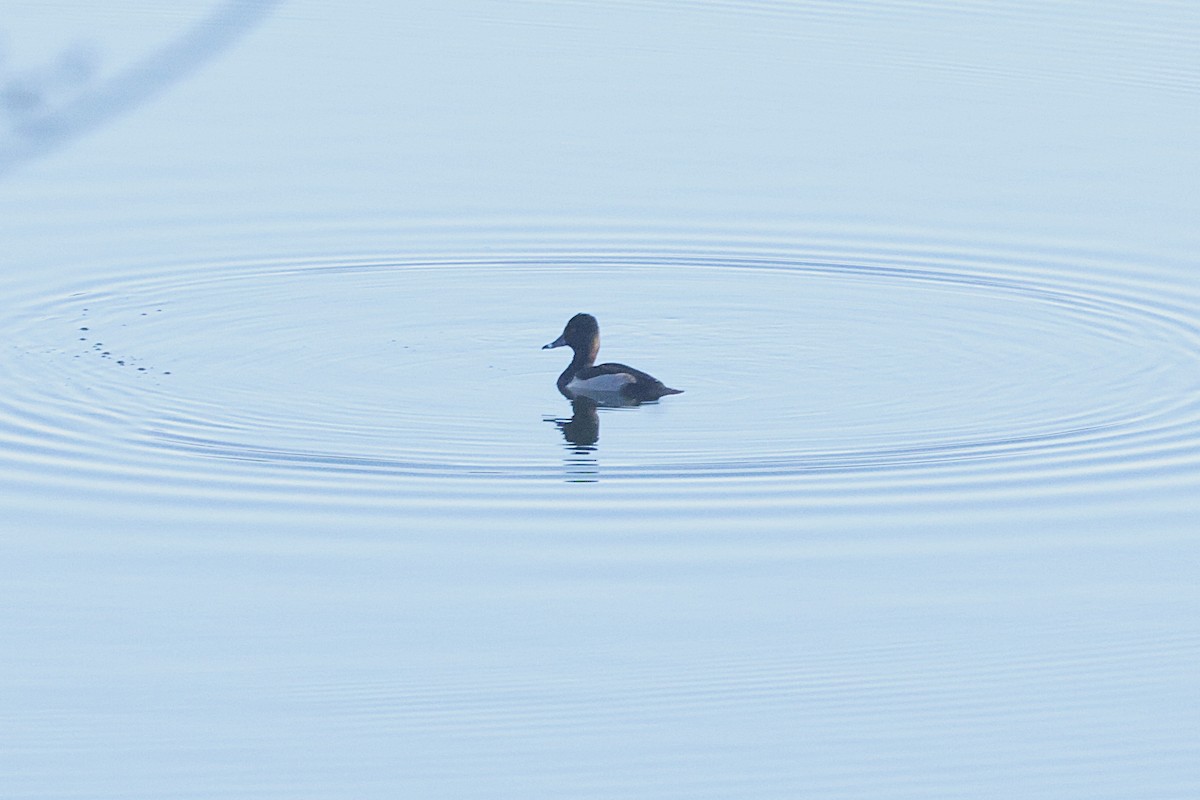 Moretta dal collare - ML645614095