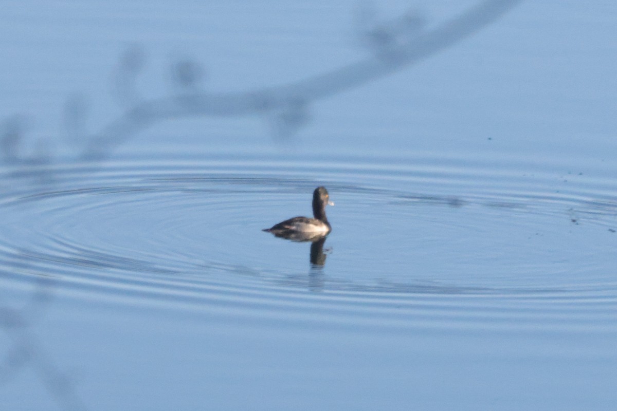 Moretta dal collare - ML645614096