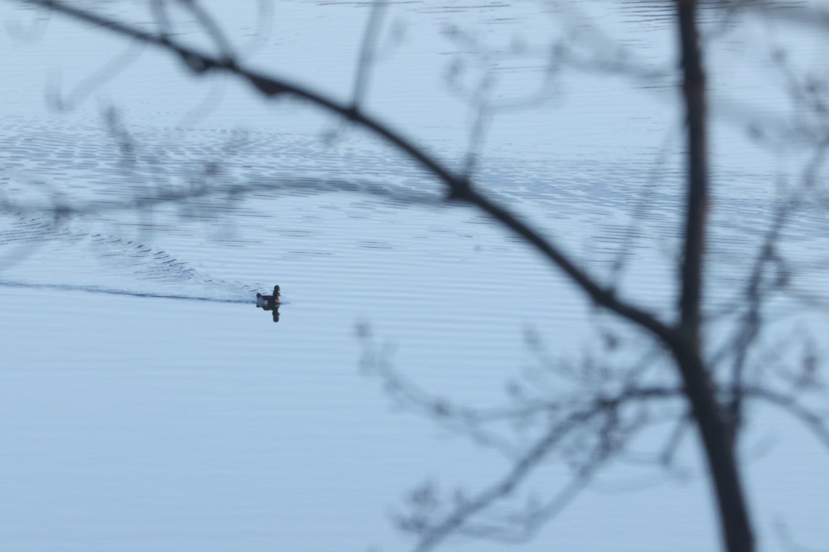 Moretta dal collare - ML645614097