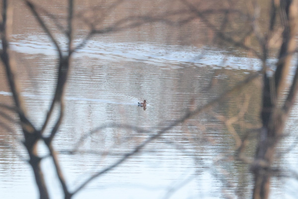 Moretta dal collare - ML645614098