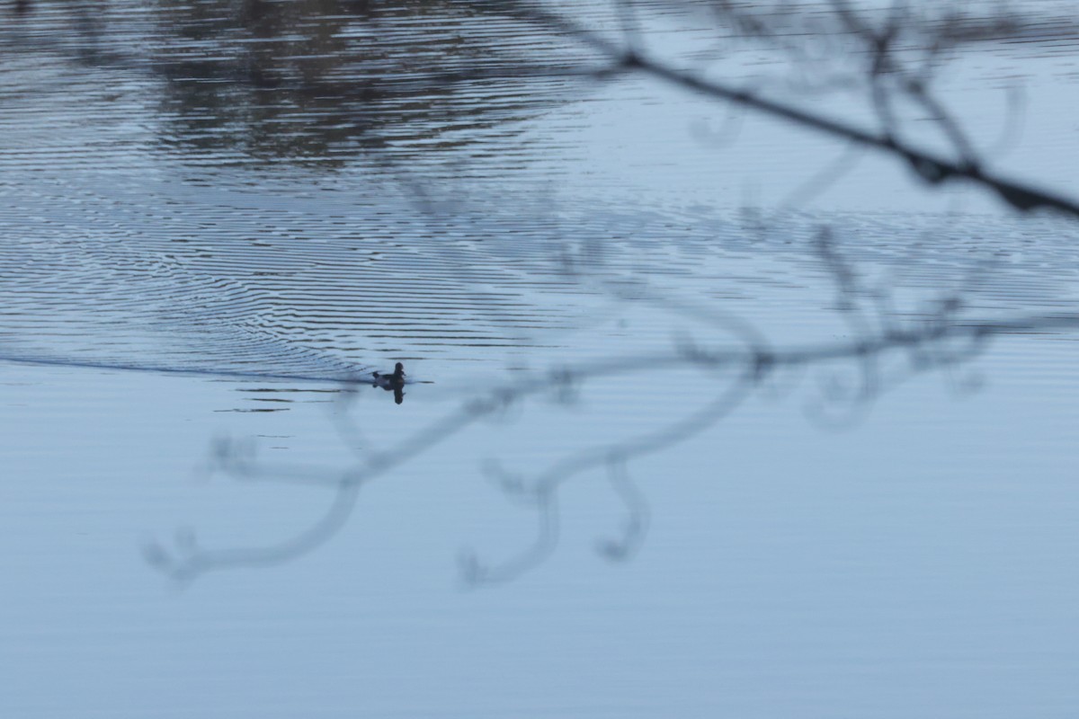 Moretta dal collare - ML645614099