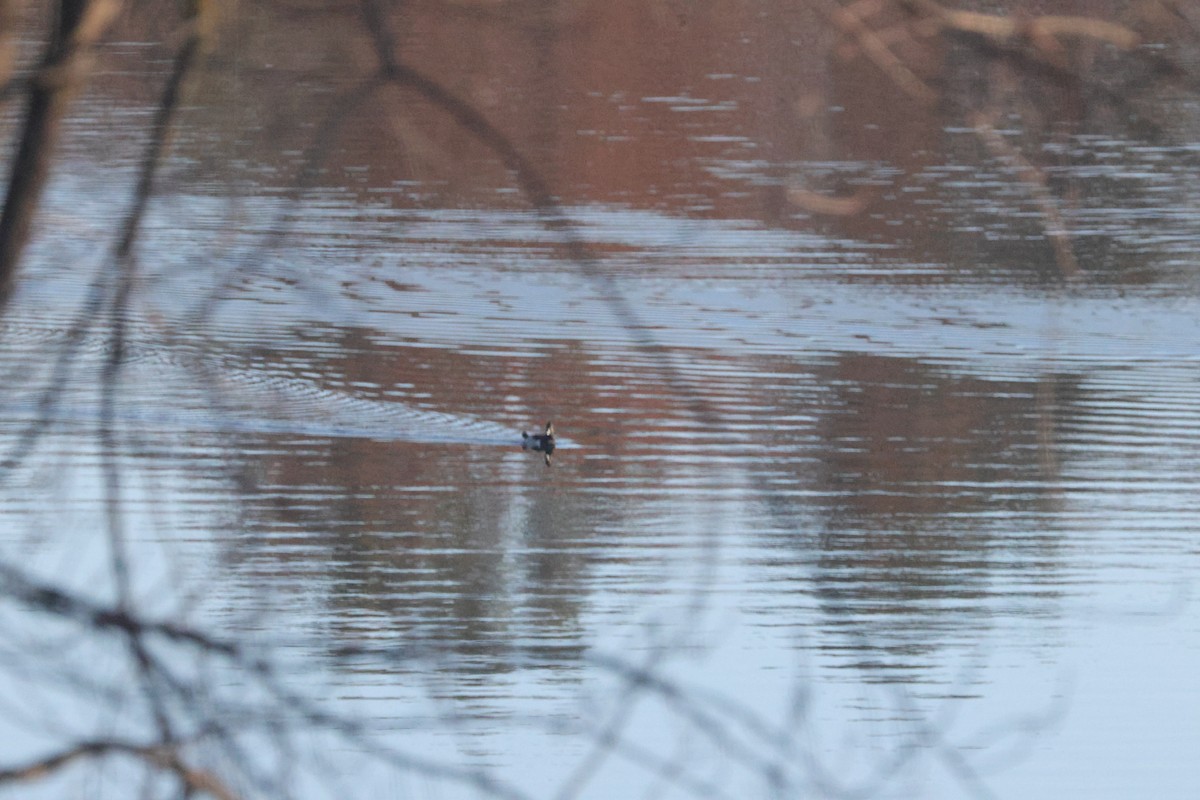 Moretta dal collare - ML645614100