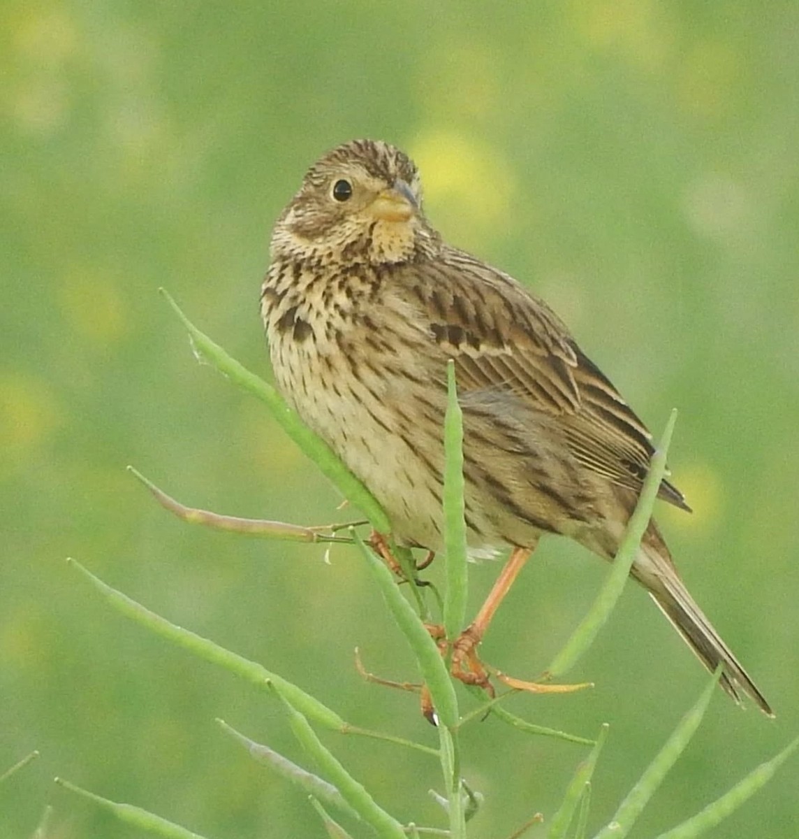 Corn Bunting - ML645614101