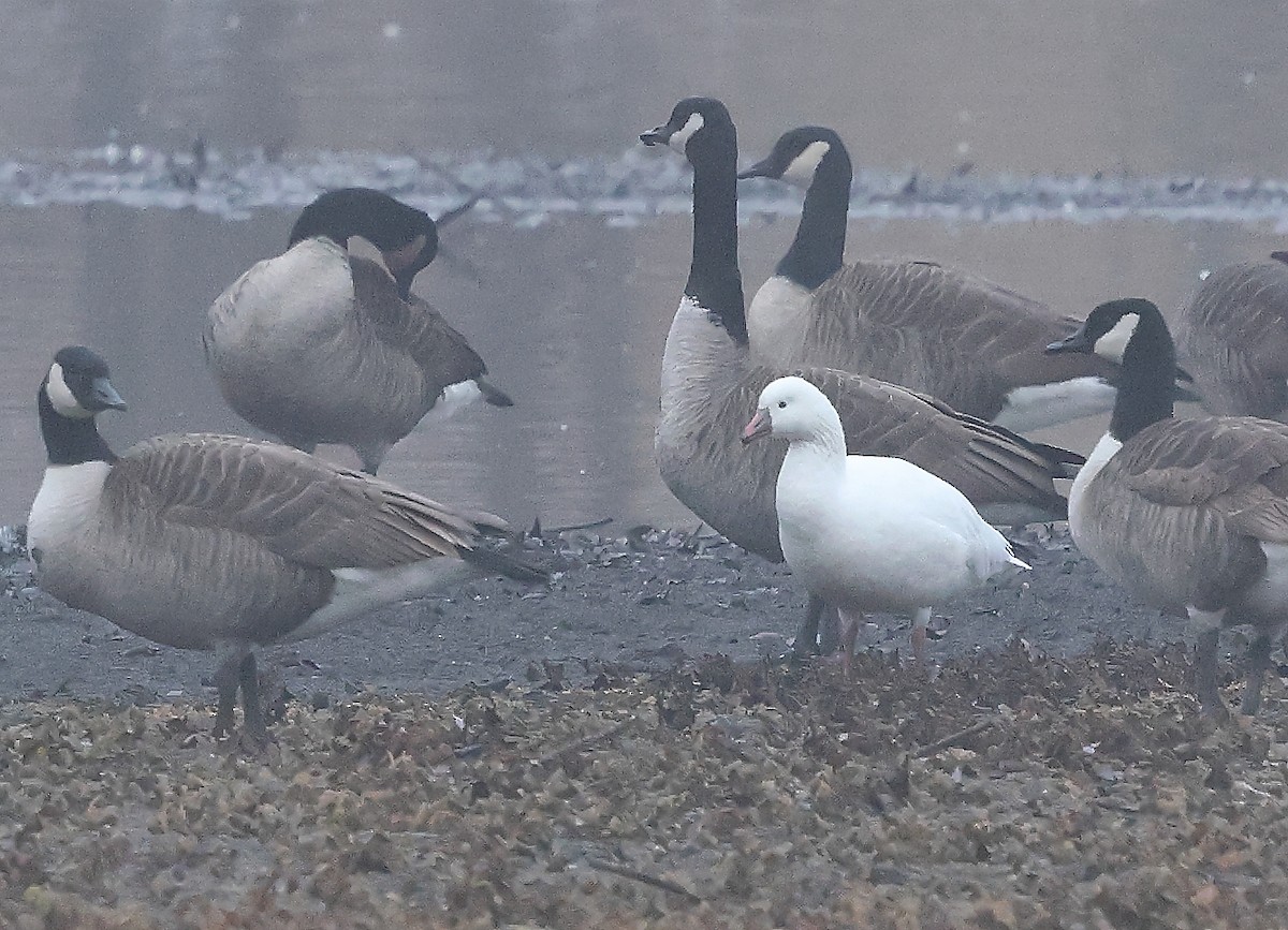 Гуска Роса - ML645614114