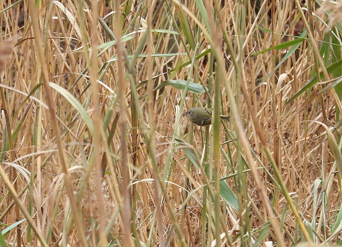 Золотомушка рубіновочуба - ML645614116