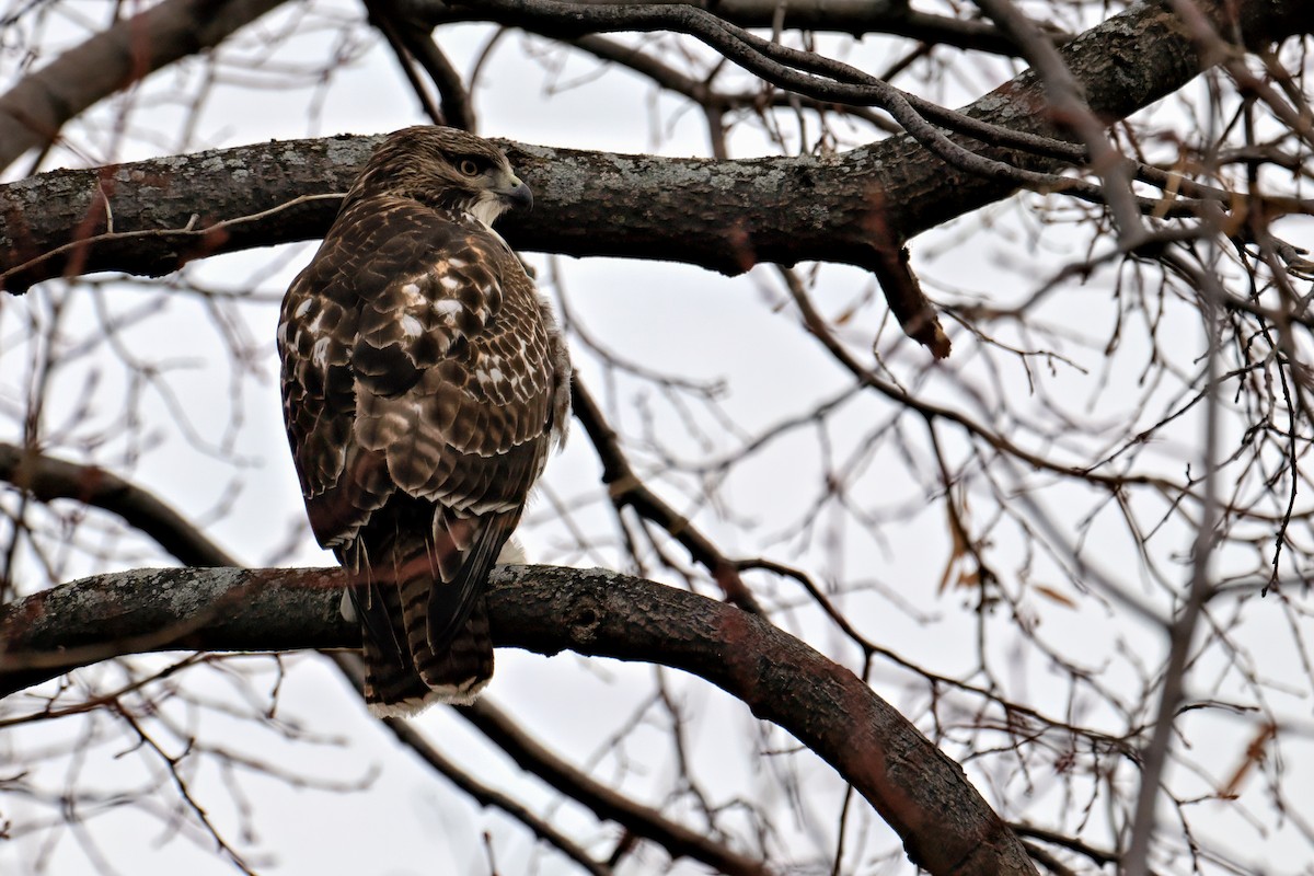 Канюк неоарктичний - ML645614117