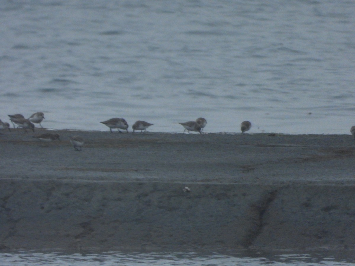 Побережник білий - ML645614118