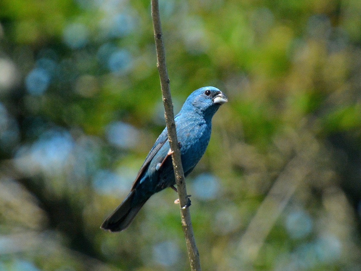 Лускар синій - ML645614119