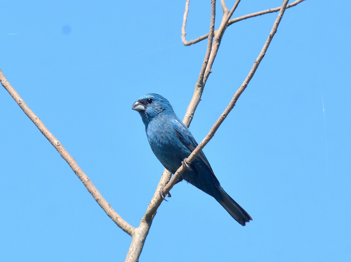 Лускар синій - ML645614120