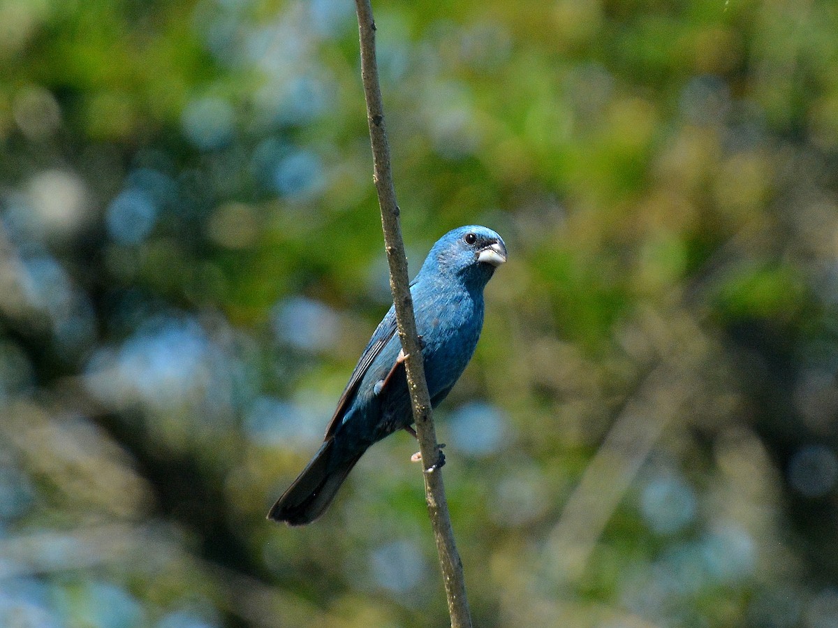 Лускар синій - ML645614121