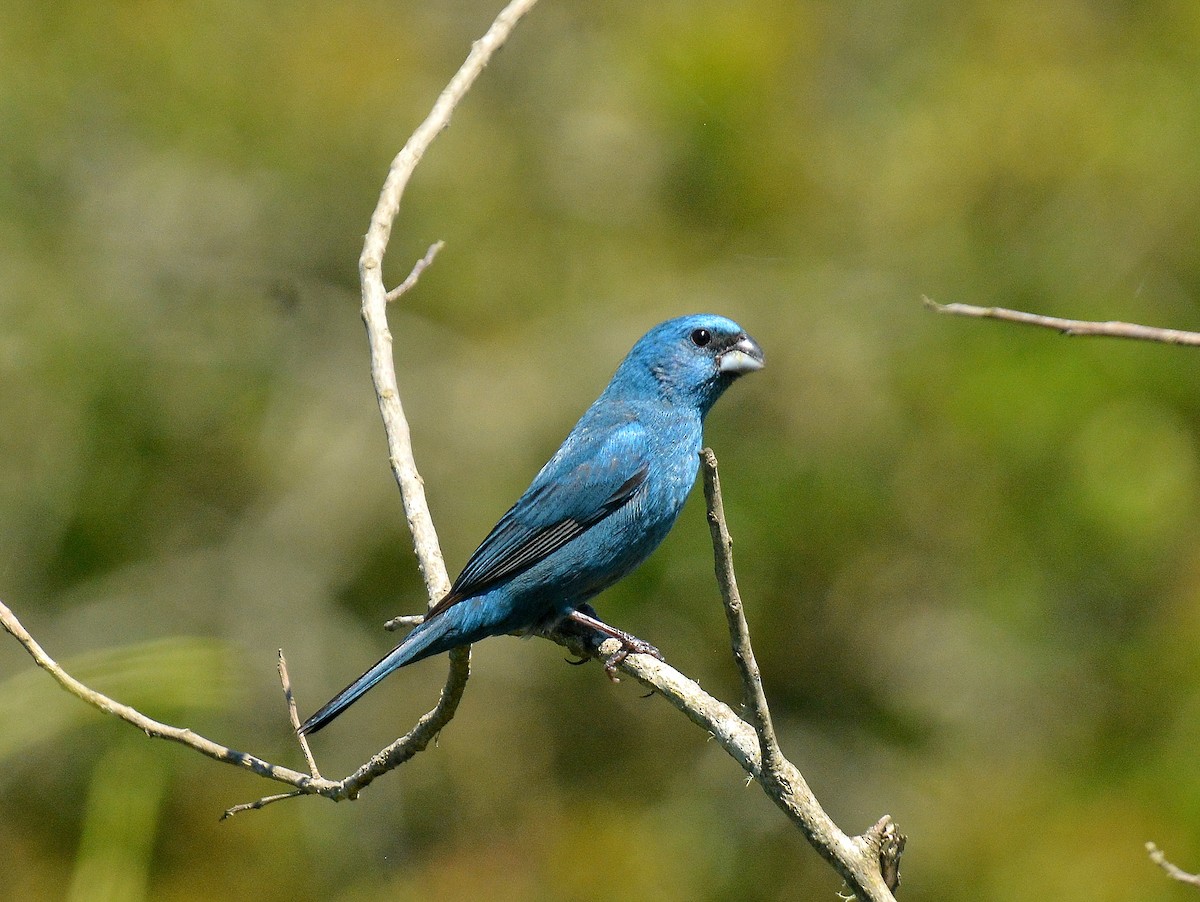 Лускар синій - ML645614122