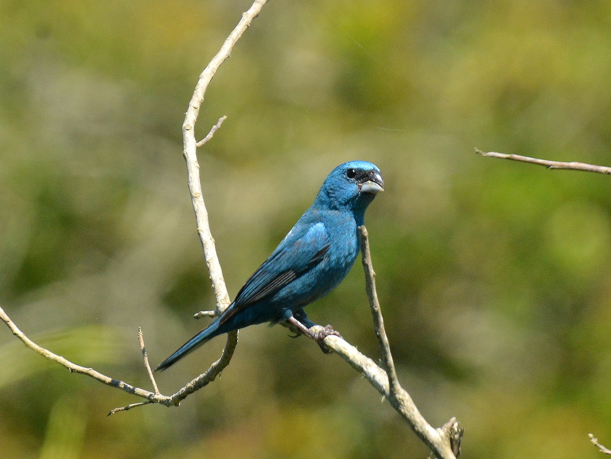 Лускар синій - ML645614123