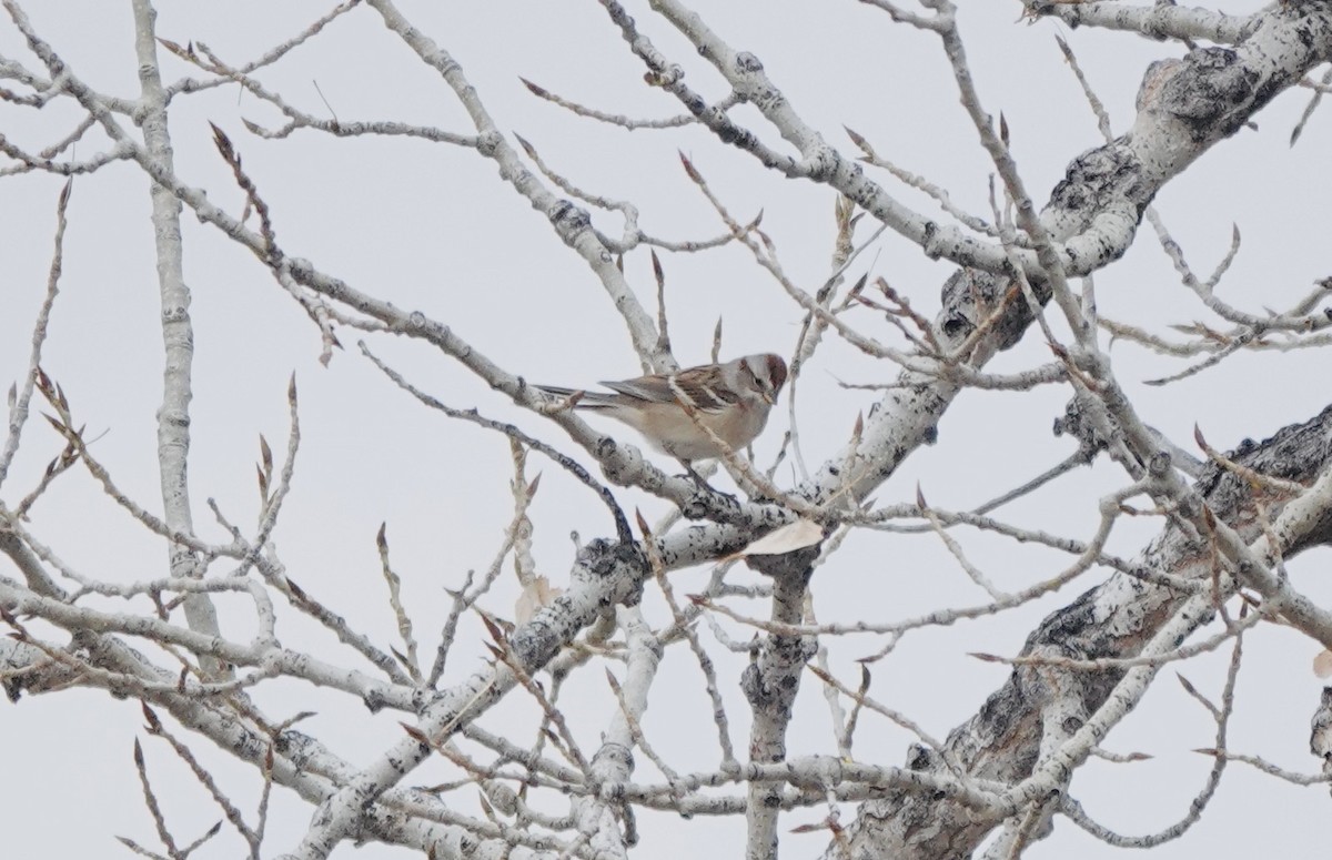 Пасовник північний - ML645614124