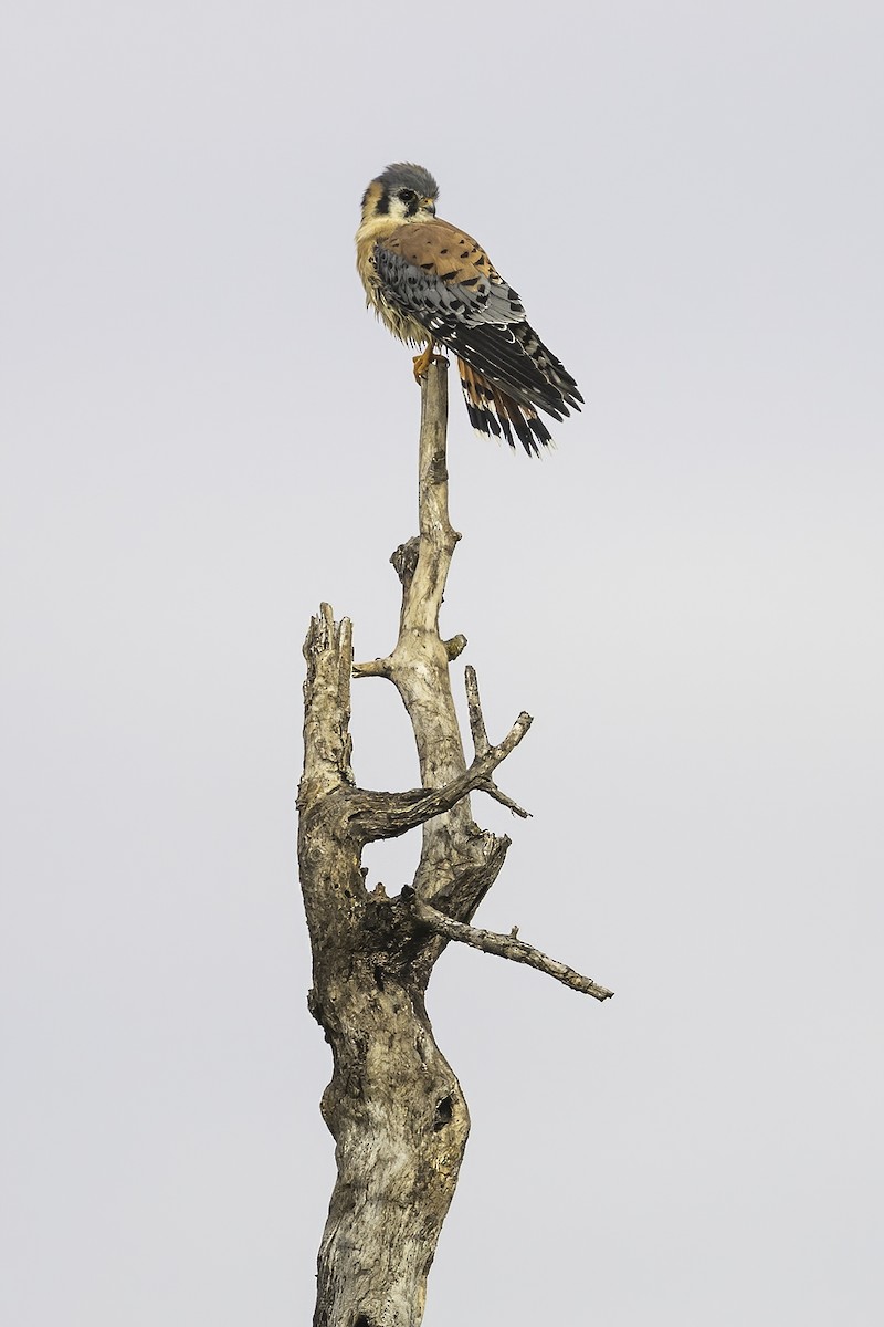 Боривітер американський - ML645614125