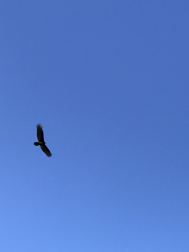 Катарта червоноголова - ML645614126