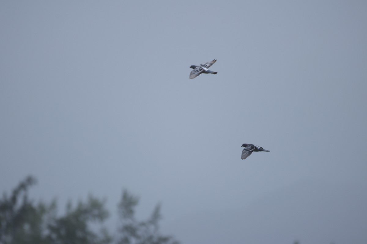 Голуб сизий (міський) - ML645614128