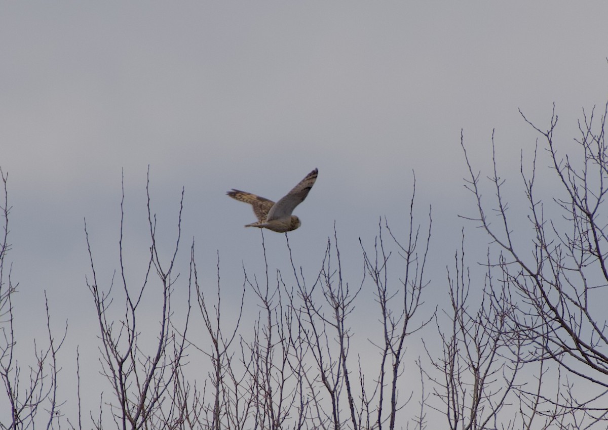 Сова болотяна - ML645614130