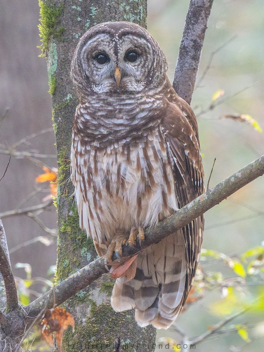 Сова неоарктична - ML645614131