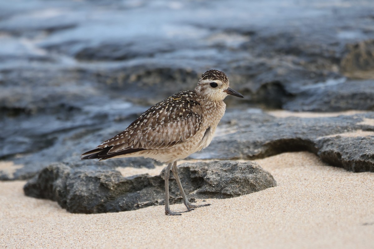 Сивка бурокрила - ML645614134