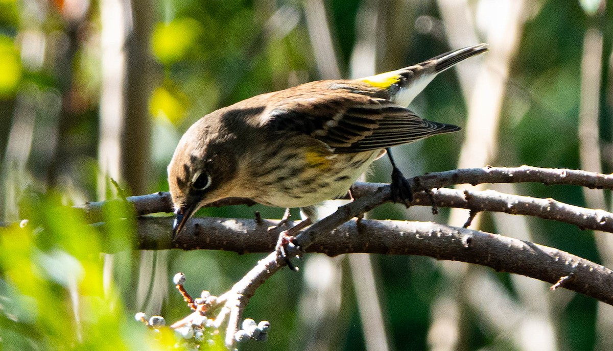 Пісняр-лісовик жовтогузий - ML645614135