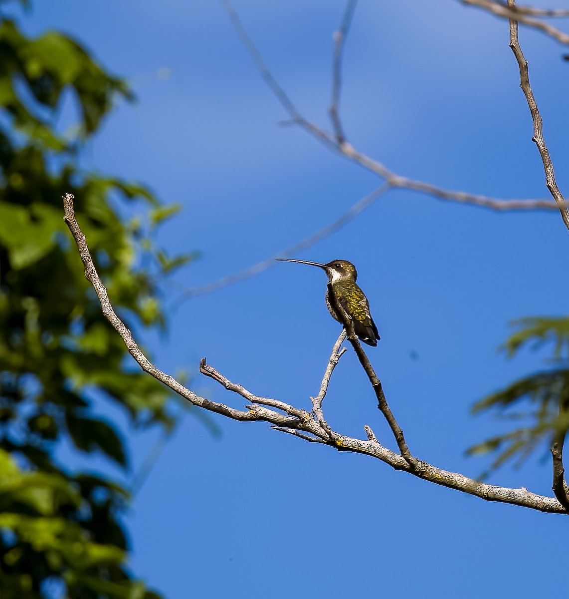 Колібрі-янгол синьоголовий - ML645614136