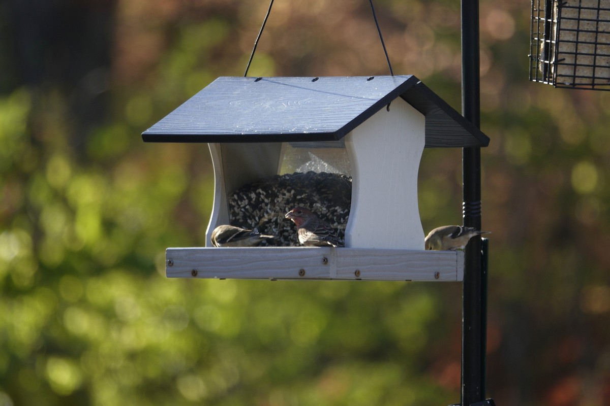 Чечевиця садова - ML645614138