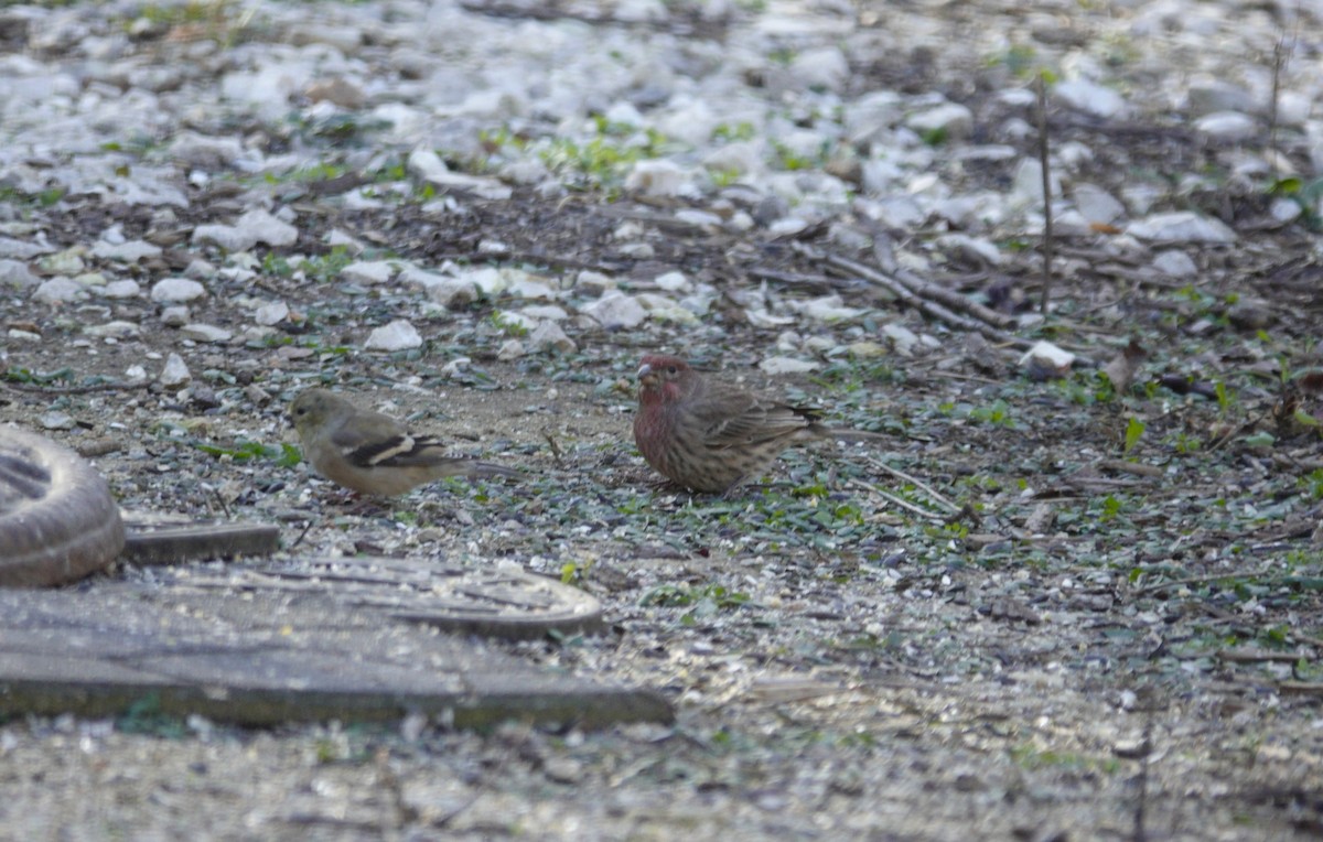 Чечевиця садова - ML645614139
