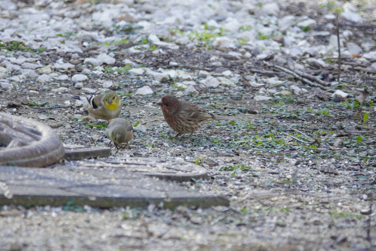 Чечевиця садова - ML645614140