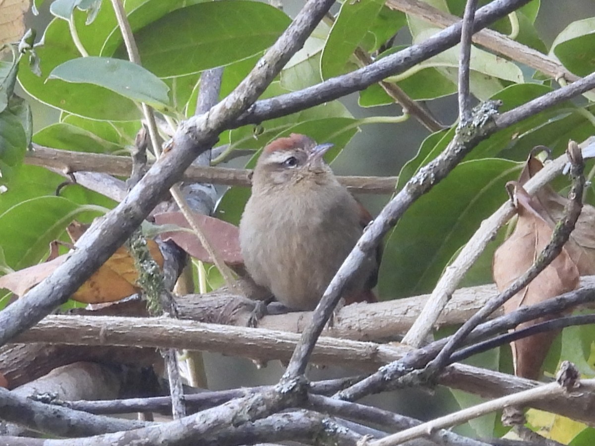 Курутія бліда - ML645614141