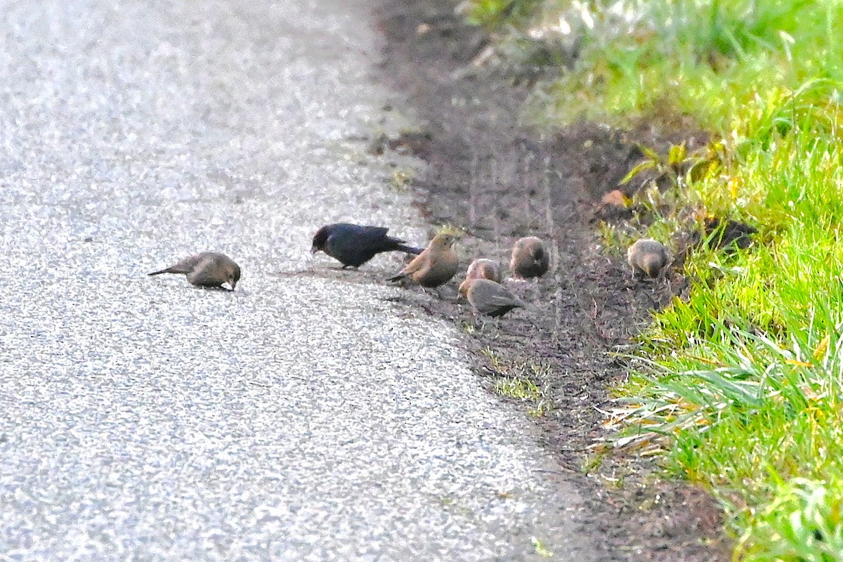 Вашер буроголовий - ML645614142