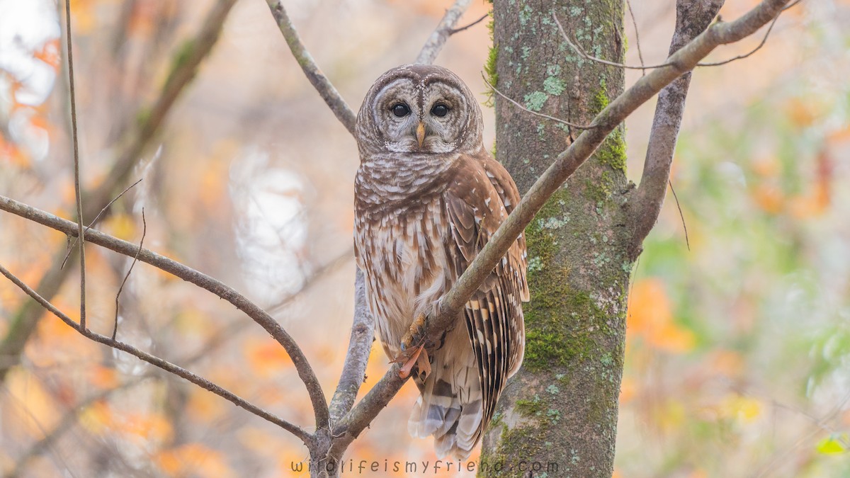 Сова неоарктична - ML645614143