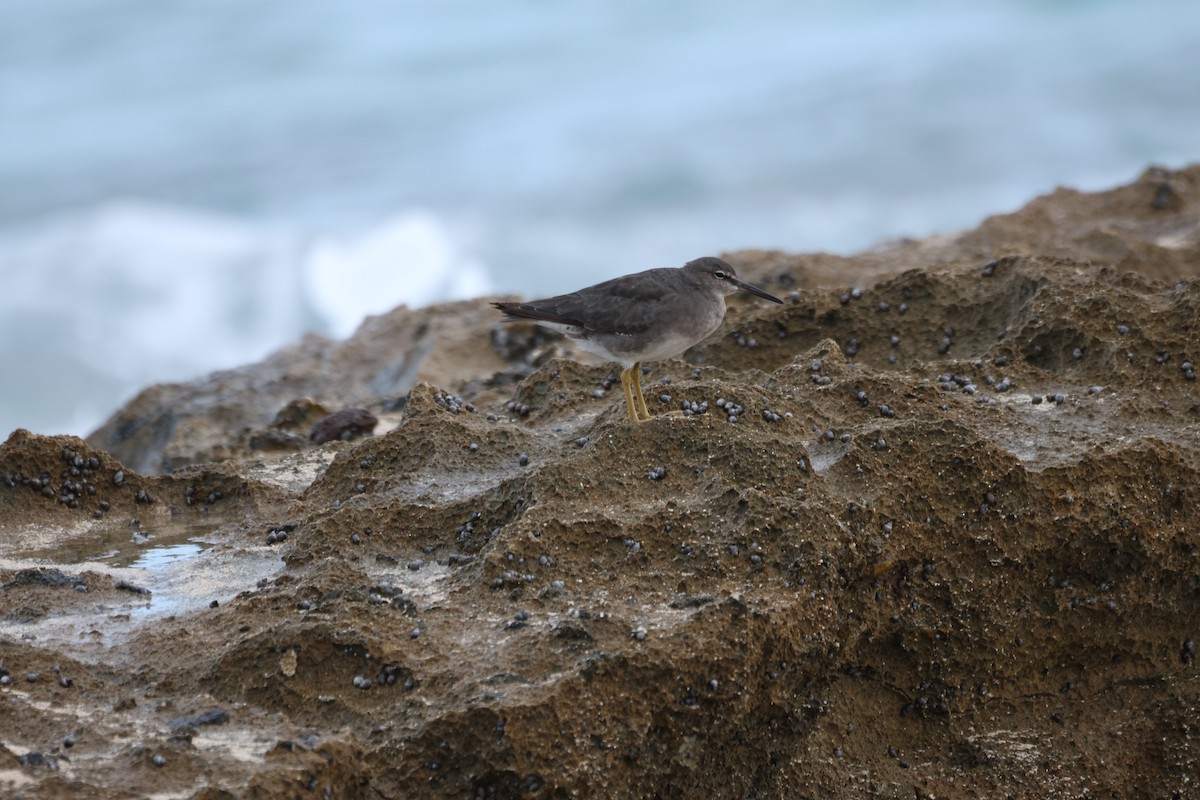 Wandering Tattler - ML645614144